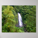 Search for rainforest posters Dominica