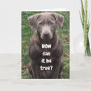 Search for funny labrador birthday cards Photography
