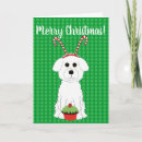 Search for bichon frise christmas cards Bichons