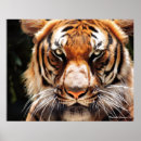 Search for tiger eyes posters Animal