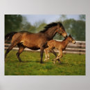 Search for horse posters Foal