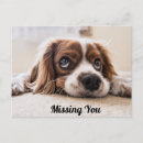 Search for sad miss you puppy postcards Cute