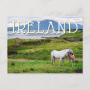 Search for horses anniversary cards Animal