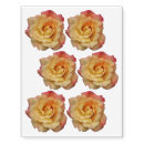 Search for yellow rose gifts Nature