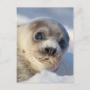 Search for prince edward island postcards Canada