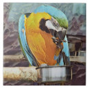 Search for parrot tiles Pets