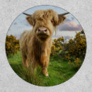 Search for cow patches Cattle