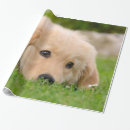 Search for golden retriever wrapping paper Puppy