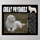 Search for great pyrenees art Breed