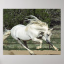 Search for white horse running posters Equestrian
