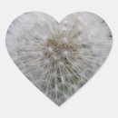 Search for dandelion stickers Seeds
