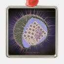 Search for virus ornaments Medical