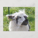 Search for postage stamp postcards Animal