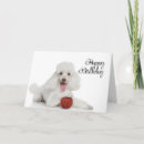 Search for happy birthday poodle white Pet