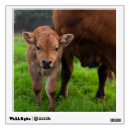 Search for cow wall decals Calf
