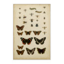 Search for vintage bee art Animals
