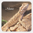 Search for bearded dragon stickers Pet