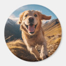Search for golden retriever magnets Dog