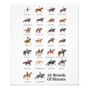 Search for horse anatomy posters Chart
