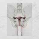 Search for reproduction postcards Genitourinary system