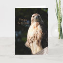 Search for hawk birthday cards Bird of prey