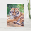 Search for tiger cards Predator