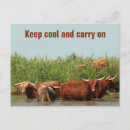 Search for cow postcards Funny
