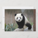 Search for panda thank you cards China