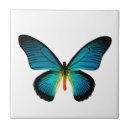 Search for butterfly tiles Moth