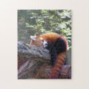 Search for red panda puzzles Nature