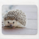 Search for hedgehog gifts Sweet