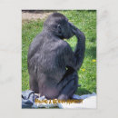 Search for chimpanzee postcards Funny