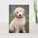 Search for goldendoodle cards Animal