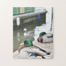 Search for duck puzzles Nature