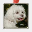 Search for maltipoo ornaments Cute