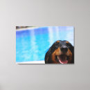 Search for long haired dachshund art Mammal