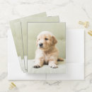 Search for puppy folders Golden retriever