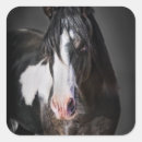 Search for black horse stickers Western