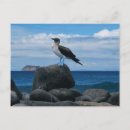 Search for galapagos islands postcards Bird