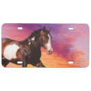 Search for horse license plates Galloping