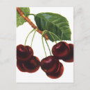 Search for vintage food postcards Cherries