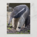 Search for giant postcards Animals