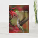 Search for hummingbird cards Mom