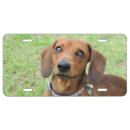 Search for dachshund license plates Pet