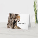 Search for red panda cards Photograph