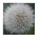 Search for dandelion tiles Flowers