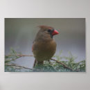 Search for cardinals in winter posters Wildlife