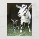 Search for goat postcards farm
