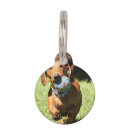 Search for photo pet tags Text