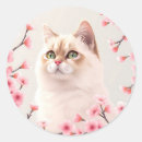 Search for birman cat Flowers